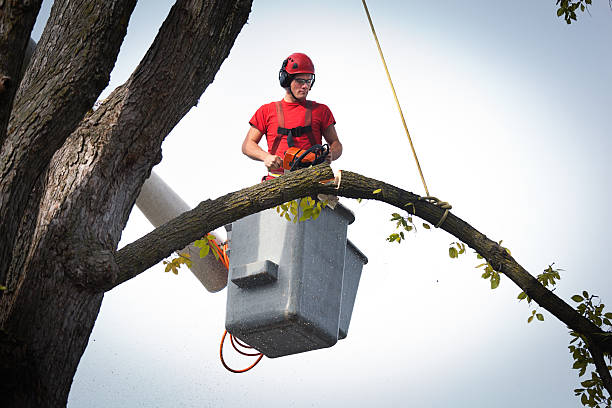 Best Tree Maintenance Programs  in Santa Clarita, CA